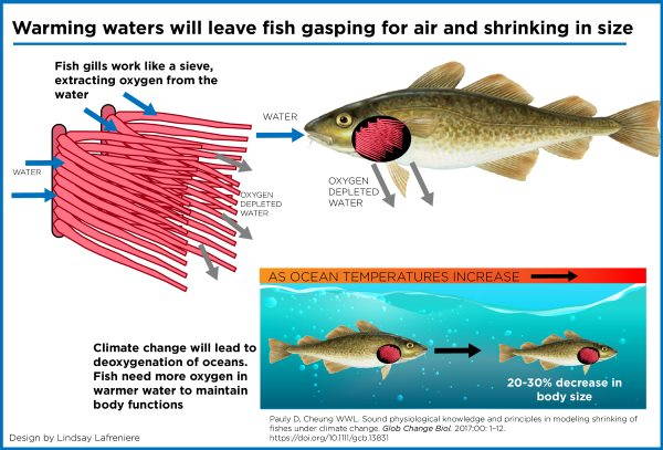 El cambio climático está reduciendo el tamaño de los peces
