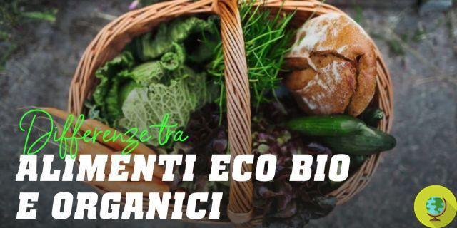 Alimentos orgánicos: sin diferencias nutricionales con los tradicionales
