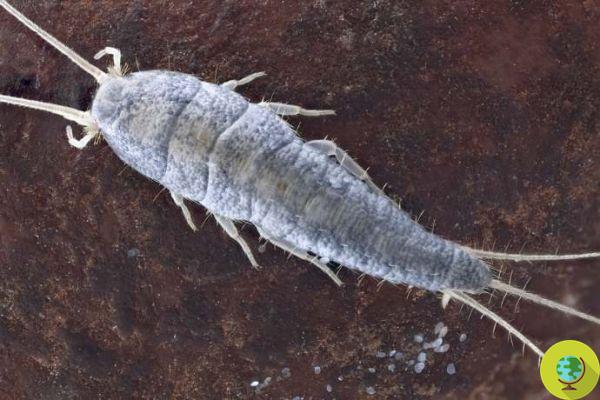 Silverfish: getting the saccharina lepisma away from your home is easier, thanks to these natural tricks