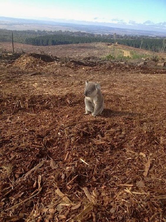 O coala confuso que descobre que sua casa foi demolida