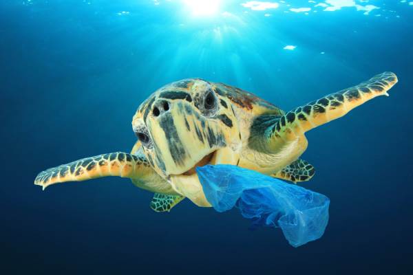 El plástico está matando al 40% de las tortugas marinas, especialmente a las crías