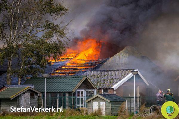 Grande incêndio em uma fazenda de cães na Holanda, doze cães mortos nas chamas