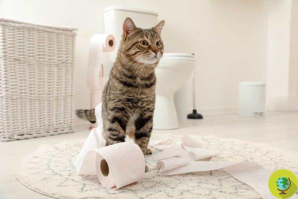 ¿Tu gato siempre te sigue al baño? 5 razones por las que hace esto, probadas por la ciencia
