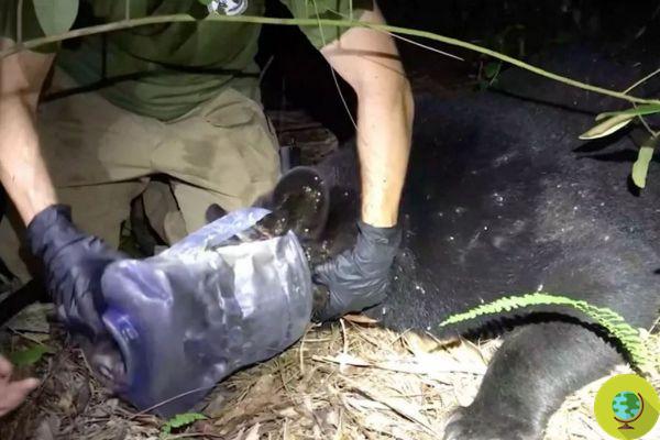 Bear is left with a plastic container stuck in his head, released after a month of agony