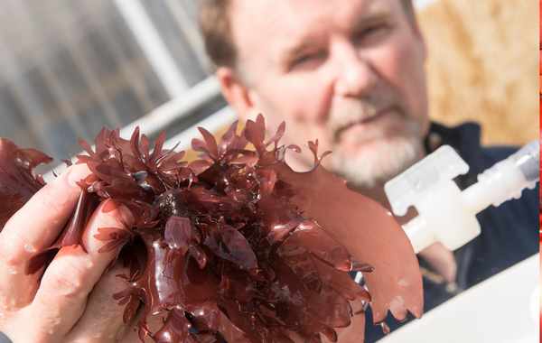 Discovery seaweed that tastes like bacon but is more nutritious than cabbage