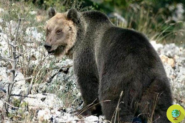 Urso m49 escapando de sua jaula em Trentino: a ordem é matá-lo à vista!