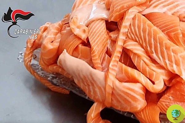 Seized 500 kg of salmon for sushi and other badly preserved and insect-infested fish
