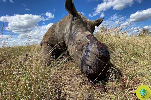 With the lockdown the poachers can act undisturbed and are slaughtering the rhinos