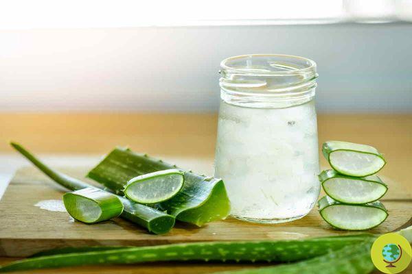 Aloe supplements, let's clarify the ban: no danger for products with pulp