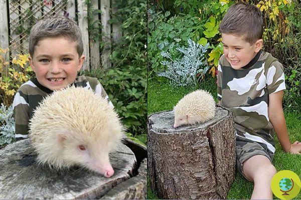 Rubén, el niño de 6 años que rescató a un raro erizo albino