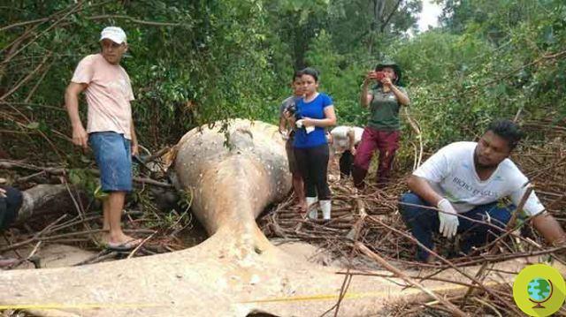 The mystery of the beached whale in the Amazon rainforest