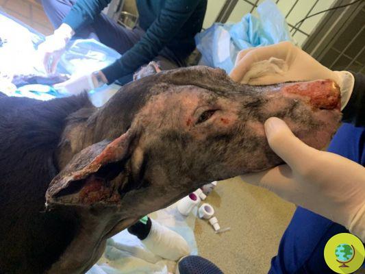 Matilda, a cadela-heroína que (grávida) salvou 4 pacientes de um hospício do inferno das chamas