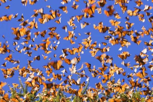 Forest of butterflies: a natural wonder that is in danger of disappearing (VIDEO)