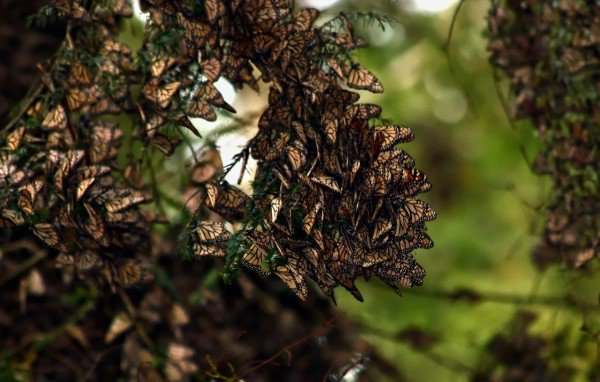 Forest of butterflies: a natural wonder that is in danger of disappearing (VIDEO)