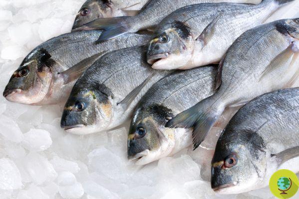 El 50% del pescado que comemos es de piscifactoría
