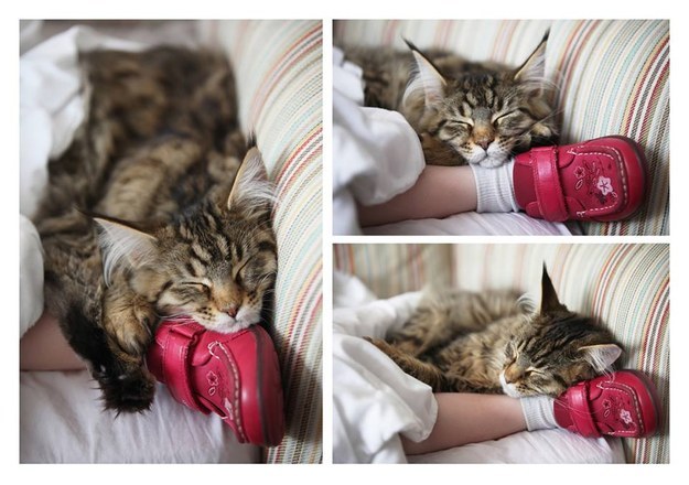 La conmovedora amistad entre un gatito y una niña autista (FOTO)