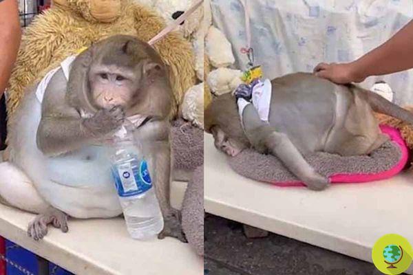 This monkey, who lives tied to a stall, has become obese due to the junk food given by passers-by