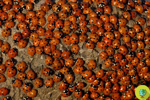 Ladybugs are gathering in huge swarms (and it's not to bring you luck en masse)