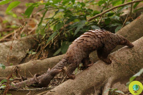 Pangolin flakes, tiger bones and bear bile: seizures of illegal products increase in Europe