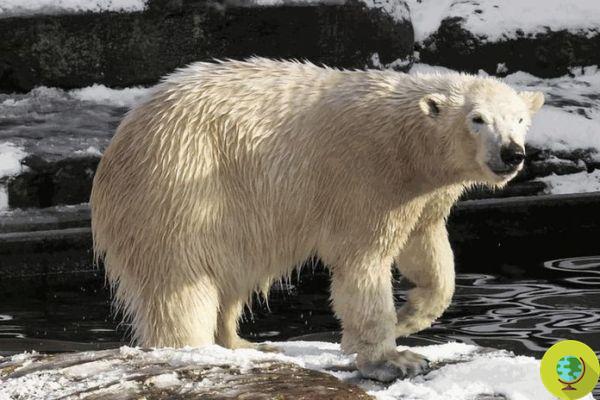 Ursos polares: a tentativa de proibir seu comércio falhou