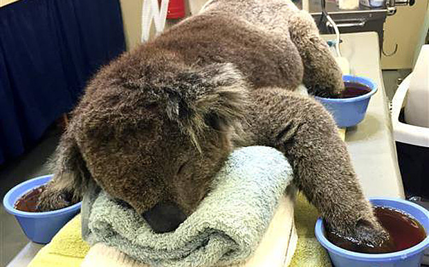 Luvas são necessárias para ajudar coalas com patas queimadas. Como fazê-los
