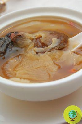 The unsustainable shark fin soup
