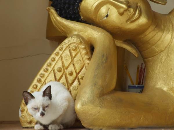 La antigua leyenda budista sobre los gatos
