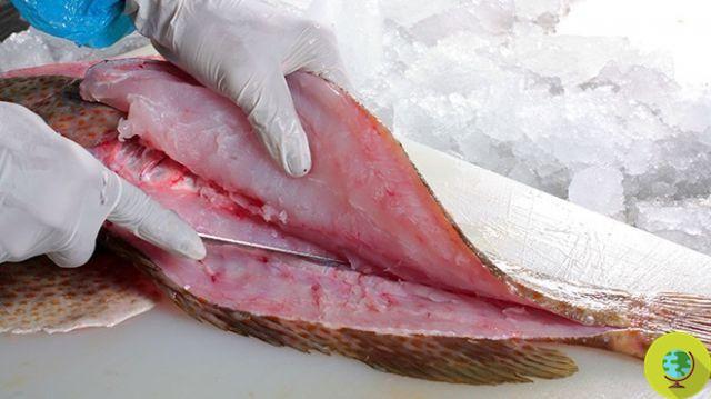 Mercury in fish: tips to reduce the risks