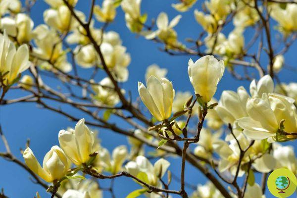 Which plants, fruit trees and shrubs need to be pruned in February (and which absolutely not)?