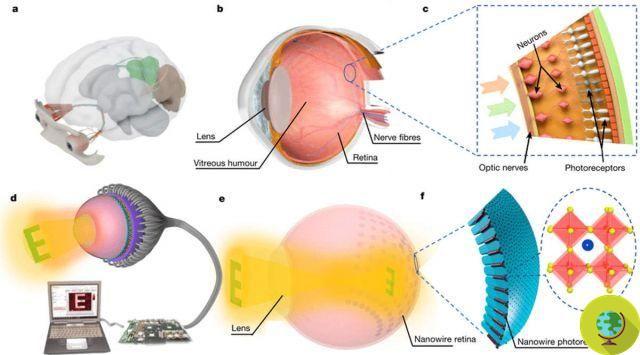 Created the bionic eye that mimics the retina and could restore the sight of millions of people