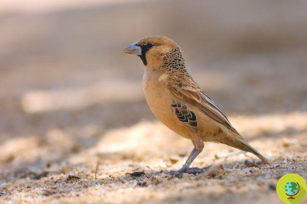 Tejedor sociable, los pájaros “arquitectos” que construyen los nidos más grandes y complejos del mundo