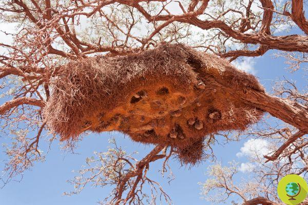 Sociable weaver, the “architect” birds who build the largest and most complex nests in the world
