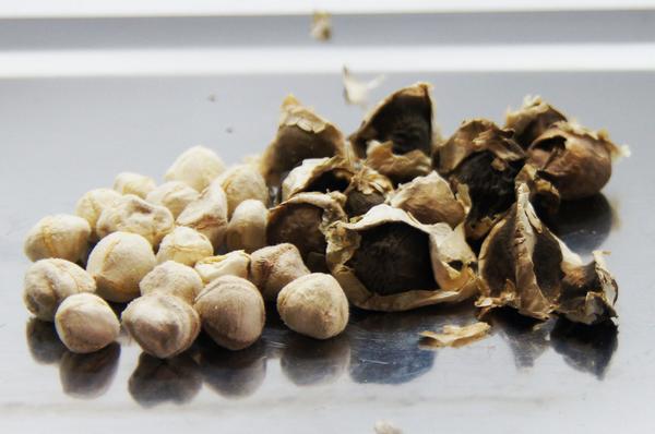 Moringa: de suas sementes um método antigo para purificar a água e torná-la potável