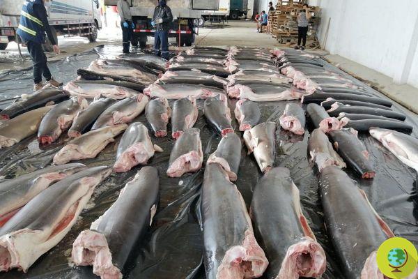 Peru, maxi apreensão de tubarões: carga ilegal de 11 toneladas confiscada