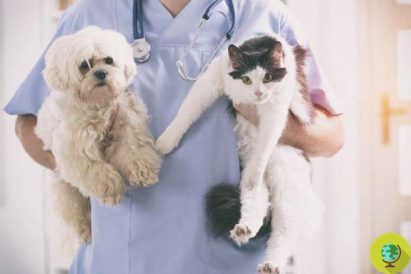 Vétérinaire gratuit pour les animaux des personnes en difficulté, la révolution part de la Vénétie