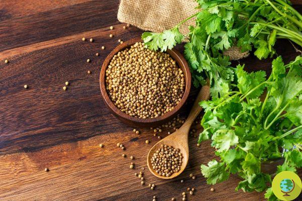 Coriander can remove heavy metals from your body in less than two months