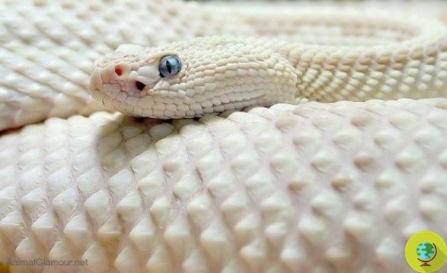 L'invasion de serpents albinos menace la faune de Gran Canaria