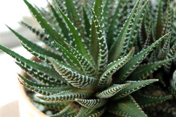 Succulents: the most beautiful varieties of cacti to keep at home