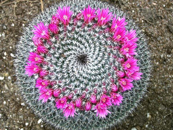 Suculentas: las variedades de cactus más bonitas para tener en casa