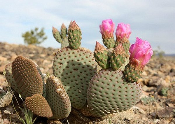 Succulents: the most beautiful varieties of cacti to keep at home