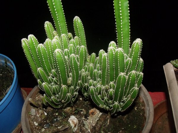 Succulentes : les plus belles variétés de cactus à garder chez soi