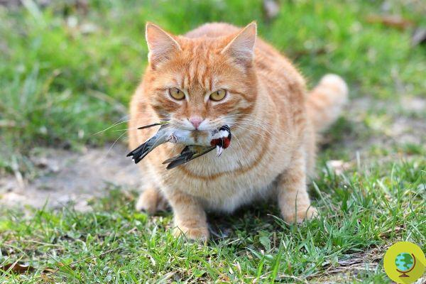 Cats won't be able to roam freely, only on a leash: Australia's new law (which we don't like)