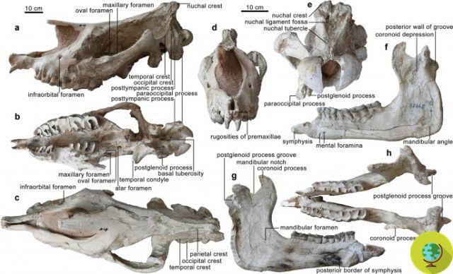 Na China, paleontólogos encontraram os restos de um rinoceronte gigante, um dos maiores mamíferos que já existiu na Terra