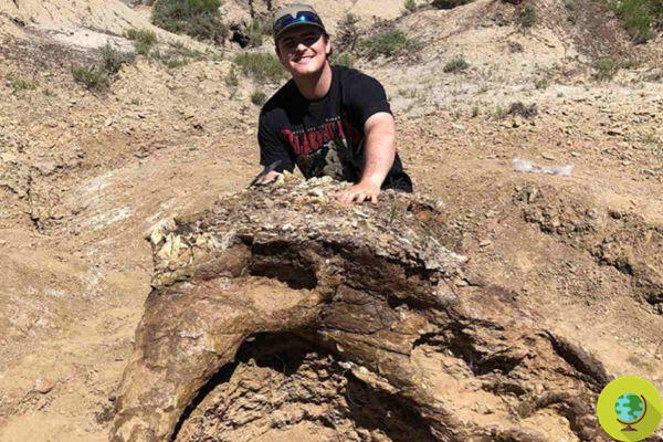 Student finds rare 65 million year old triceratops skull