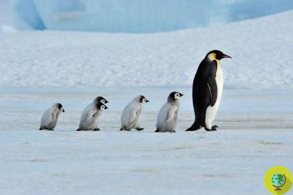 Cambio climático: pingüinos en peligro de extinción con el calentamiento global