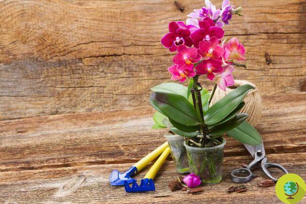 Orquídeas, como cultivá-las sem matá-las. Dicas e truques para não deixá-los morrer imediatamente
