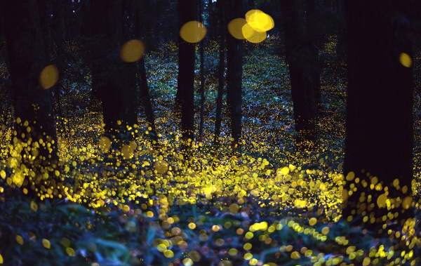 The light show of the Great Smoky Mountains fireflies (PHOTO and VIDEO)