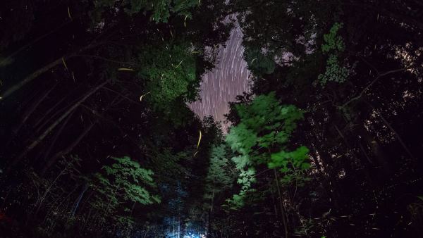 Le spectacle de lumière des lucioles des Great Smoky Mountains (PHOTO et VIDEO)