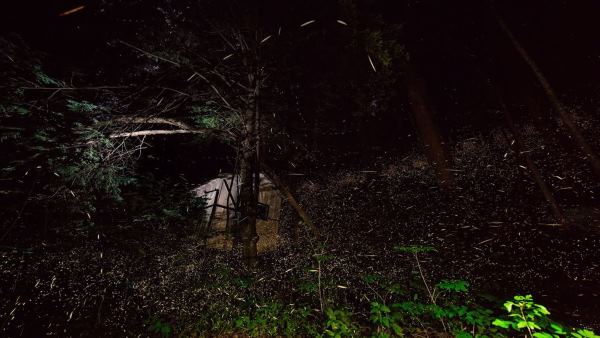 Le spectacle de lumière des lucioles des Great Smoky Mountains (PHOTO et VIDEO)