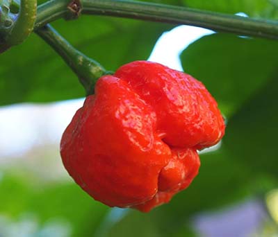 The hottest peppers in the world, the Hot ranking